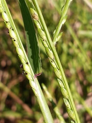 Urochloa platyphylla