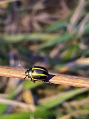 Coleoptera