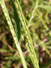 Urochloa platyphylla