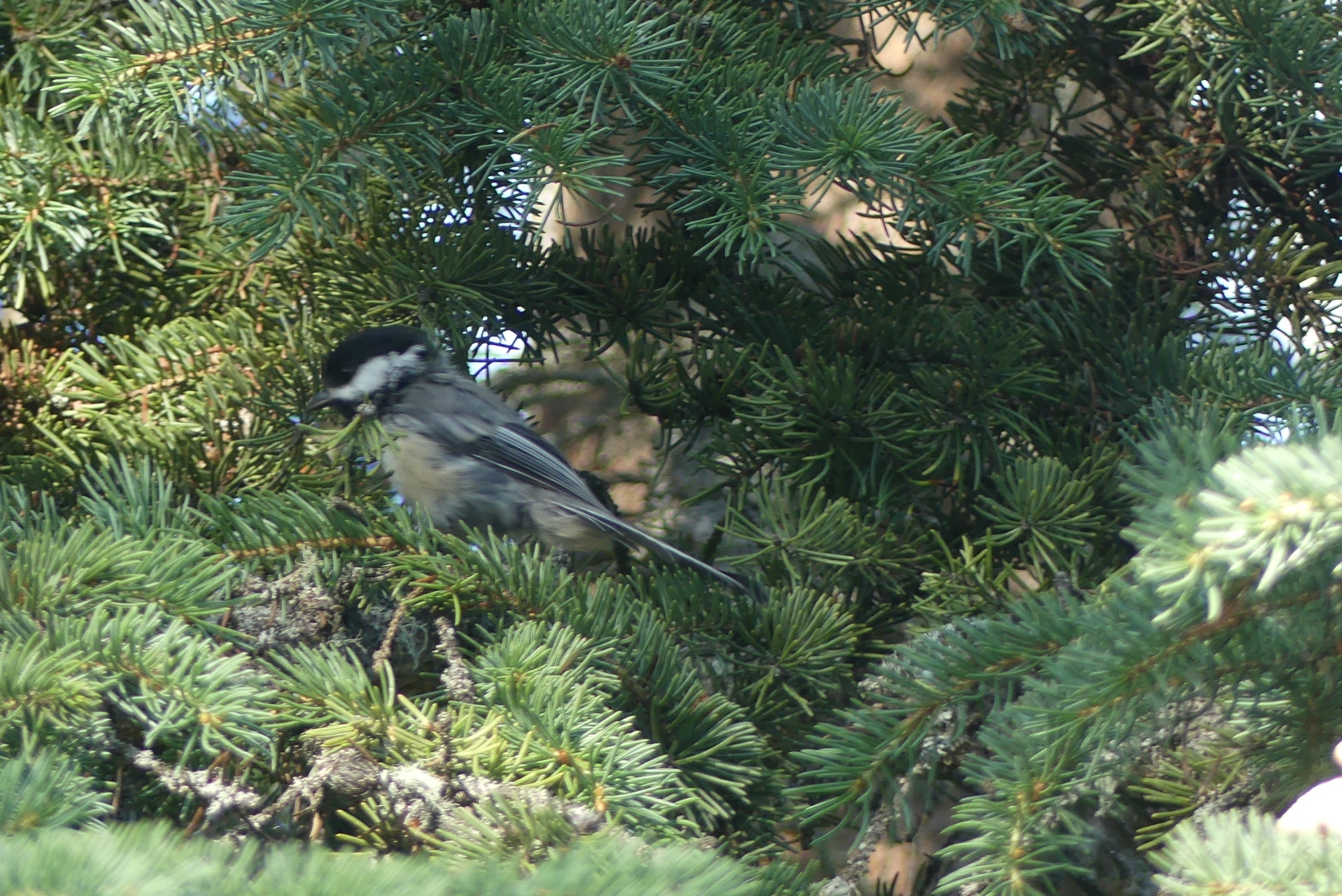 Black-capped Chickadee