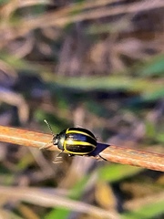 Coleoptera