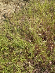 Urochloa platyphylla