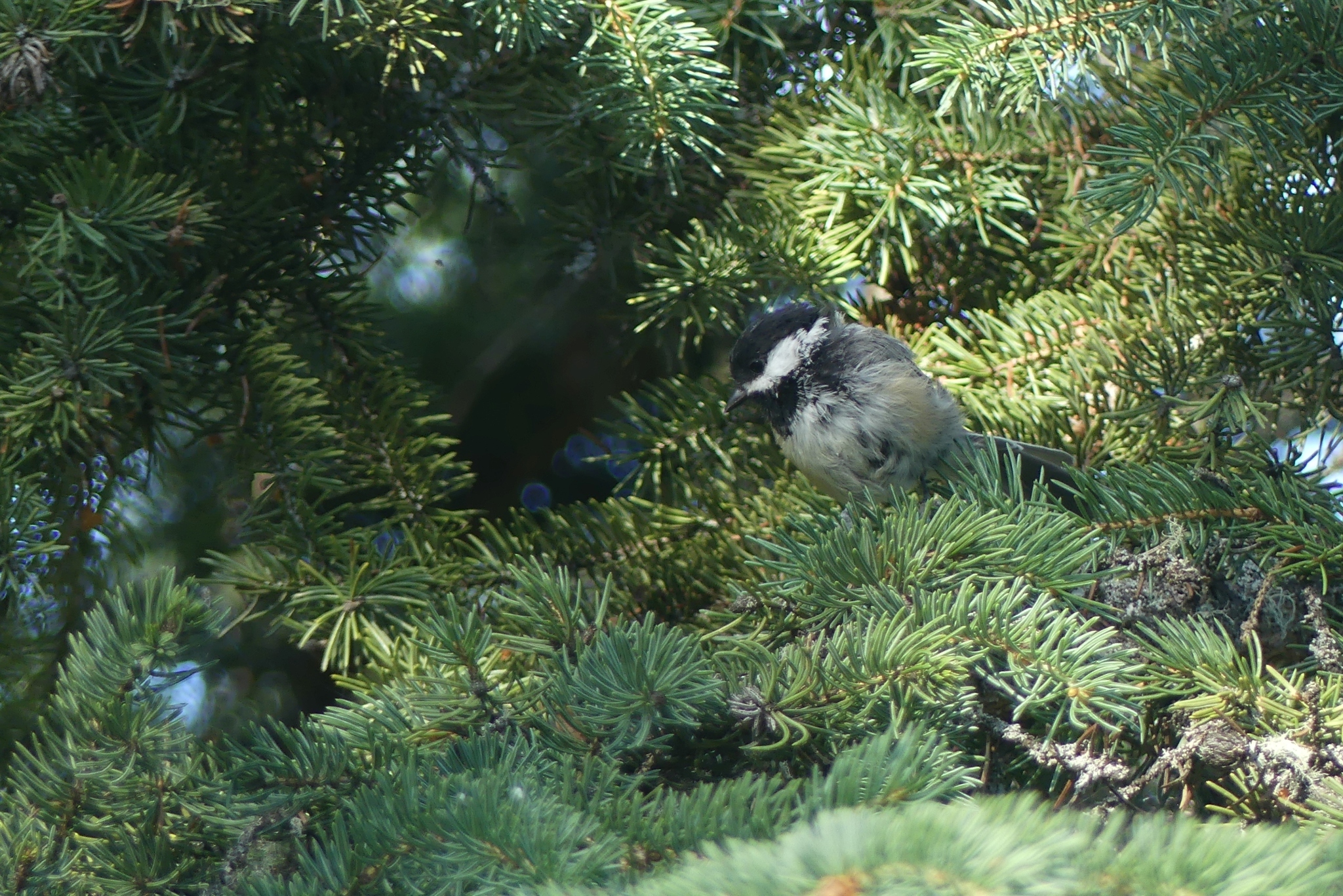 Black-capped Chickadee