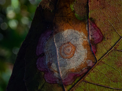 Parallelodiplosis subtruncata