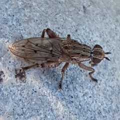 Salticella fasciata