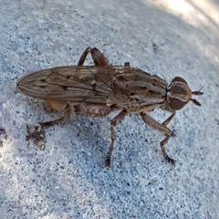Salticella fasciata