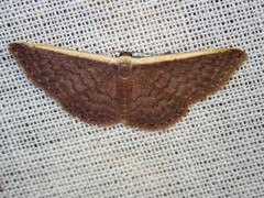 Idaea inversata