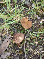 Psathyrella echinata