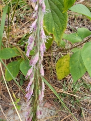 Liatris quadriflora