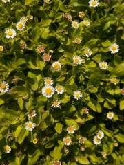 Erigeron leptorhizon
