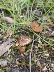 Psathyrella echinata