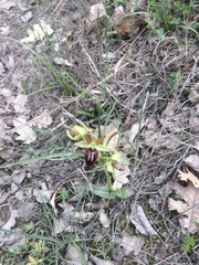 Ophrys sphegodes sphegodes