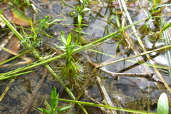 Asteromyrtus symphyocarpa