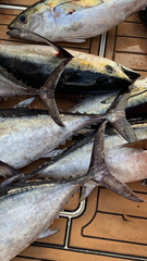 Thunnus atlanticus