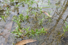 Asteromyrtus symphyocarpa