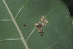 Ropalidia cyathiformis