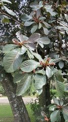 Quercus polymorpha