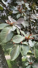 Quercus polymorpha