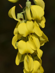 Crotalaria trichotoma