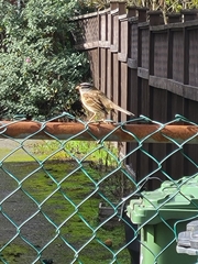 Zonotrichia leucophrys