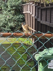 Zonotrichia leucophrys