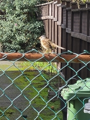 Zonotrichia leucophrys