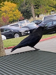 Corvus brachyrhynchos