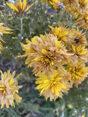 Asteroideae