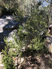 Styphelia mutica
