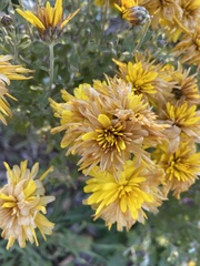 Asteroideae