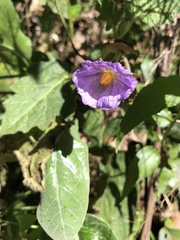 Solanum campanulatum