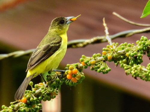Flame-rumped Tanager (Ramphocelus flammigerus), photo 7