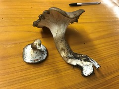Ampulloclitocybe avellaneialba