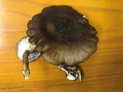 Ampulloclitocybe avellaneialba