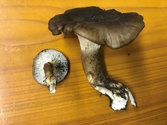 Ampulloclitocybe avellaneialba