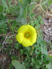Oxalis gyrorhiza