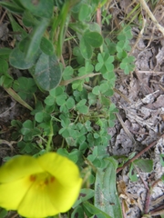 Oxalis gyrorhiza