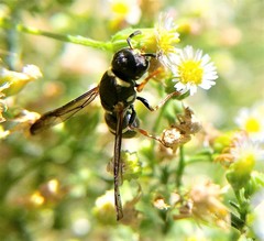 Parancistrocerus rectangulis