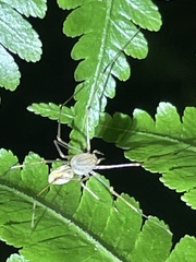Scytodes pallida
