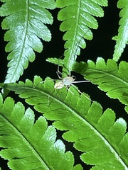 Scytodes pallida
