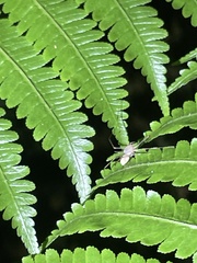Scytodes pallida