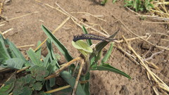 Aristolochia lingua