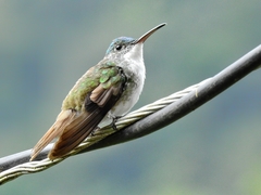 Andean Emerald photo 2