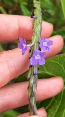 Stachytarpheta angustifolia