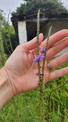 Stachytarpheta angustifolia