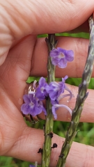 Stachytarpheta angustifolia