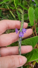 Stachytarpheta angustifolia