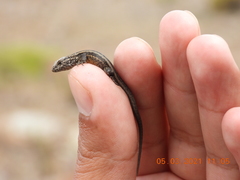 Microlophus quadrivittatus