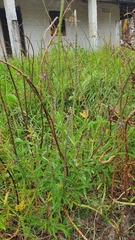 Stachytarpheta angustifolia