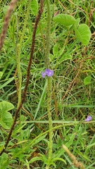 Stachytarpheta angustifolia